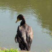 ヒメ日記 2025/06/17 19:59 投稿 さつき 熟女の風俗最終章 沼津店