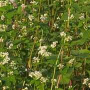 ヒメ日記 2025/06/18 06:48 投稿 さつき 熟女の風俗最終章 沼津店