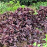 ヒメ日記 2025/06/18 07:19 投稿 さつき 熟女の風俗最終章 沼津店