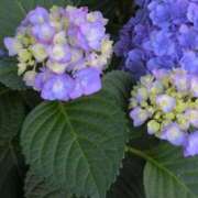 ヒメ日記 2025/06/19 08:28 投稿 さつき 熟女の風俗最終章 沼津店