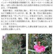 ヒメ日記 2025/06/19 09:18 投稿 さつき 熟女の風俗最終章 沼津店