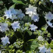 ヒメ日記 2025/06/20 02:28 投稿 さつき 熟女の風俗最終章 沼津店