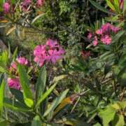 ヒメ日記 2025/06/20 07:28 投稿 さつき 熟女の風俗最終章 沼津店