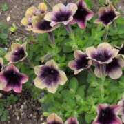 ヒメ日記 2025/06/20 19:47 投稿 さつき 熟女の風俗最終章 沼津店