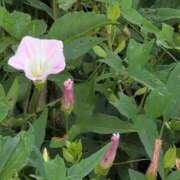 ヒメ日記 2025/06/20 20:08 投稿 さつき 熟女の風俗最終章 沼津店