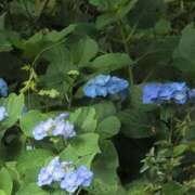 ヒメ日記 2025/06/21 05:48 投稿 さつき 熟女の風俗最終章 沼津店