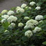 ヒメ日記 2025/06/21 07:29 投稿 さつき 熟女の風俗最終章 沼津店