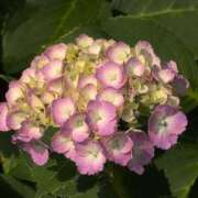 ヒメ日記 2025/06/21 08:58 投稿 さつき 熟女の風俗最終章 沼津店