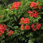 ヒメ日記 2025/06/21 09:31 投稿 さつき 熟女の風俗最終章 沼津店