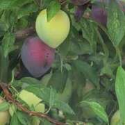 ヒメ日記 2025/06/21 09:42 投稿 さつき 熟女の風俗最終章 沼津店