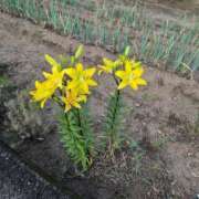 ヒメ日記 2025/06/21 20:12 投稿 さつき 熟女の風俗最終章 沼津店