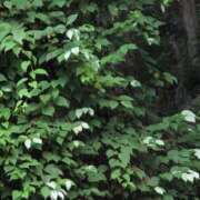 ヒメ日記 2025/06/21 20:38 投稿 さつき 熟女の風俗最終章 沼津店