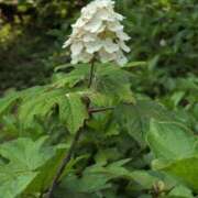 ヒメ日記 2025/06/22 07:48 投稿 さつき 熟女の風俗最終章 沼津店