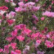 ヒメ日記 2025/06/22 09:30 投稿 さつき 熟女の風俗最終章 沼津店