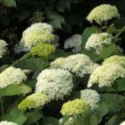 ヒメ日記 2025/06/23 06:08 投稿 さつき 熟女の風俗最終章 沼津店