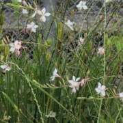 ヒメ日記 2025/06/25 16:28 投稿 さつき 熟女の風俗最終章 沼津店