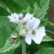 ヒメ日記 2025/06/25 17:30 投稿 さつき 熟女の風俗最終章 沼津店