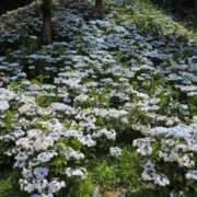 ヒメ日記 2025/06/26 11:18 投稿 さつき 熟女の風俗最終章 沼津店