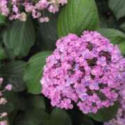 ヒメ日記 2025/06/26 18:50 投稿 さつき 熟女の風俗最終章 沼津店