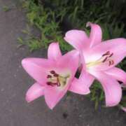 ヒメ日記 2025/06/27 09:58 投稿 さつき 熟女の風俗最終章 沼津店