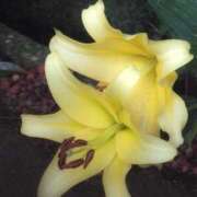 ヒメ日記 2025/06/27 15:08 投稿 さつき 熟女の風俗最終章 沼津店