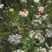 ヒメ日記 2025/06/27 18:08 投稿 さつき 熟女の風俗最終章 沼津店