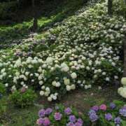 ヒメ日記 2025/06/27 19:14 投稿 さつき 熟女の風俗最終章 沼津店