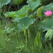 ヒメ日記 2025/07/02 08:26 投稿 さつき 熟女の風俗最終章 沼津店