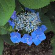 ヒメ日記 2025/07/05 11:38 投稿 さつき 熟女の風俗最終章 沼津店