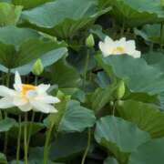 ヒメ日記 2025/07/06 00:18 投稿 さつき 熟女の風俗最終章 沼津店