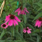 ヒメ日記 2025/07/06 09:17 投稿 さつき 熟女の風俗最終章 沼津店