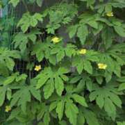 ヒメ日記 2025/07/08 17:48 投稿 さつき 熟女の風俗最終章 沼津店