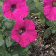 ヒメ日記 2025/07/08 18:14 投稿 さつき 熟女の風俗最終章 沼津店