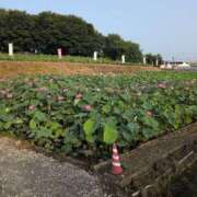 ヒメ日記 2025/07/09 15:48 投稿 さつき 熟女の風俗最終章 沼津店