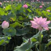 ヒメ日記 2025/07/09 16:08 投稿 さつき 熟女の風俗最終章 沼津店