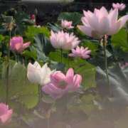 ヒメ日記 2025/07/09 16:18 投稿 さつき 熟女の風俗最終章 沼津店