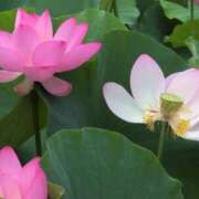 ヒメ日記 2025/07/10 08:08 投稿 さつき 熟女の風俗最終章 沼津店