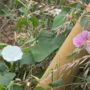 ヒメ日記 2025/07/10 08:48 投稿 さつき 熟女の風俗最終章 沼津店