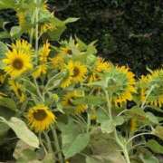 ヒメ日記 2025/07/10 15:58 投稿 さつき 熟女の風俗最終章 沼津店