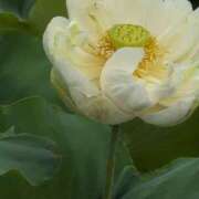 ヒメ日記 2025/07/11 08:28 投稿 さつき 熟女の風俗最終章 沼津店