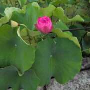 ヒメ日記 2025/07/11 08:49 投稿 さつき 熟女の風俗最終章 沼津店