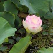 ヒメ日記 2025/07/11 19:08 投稿 さつき 熟女の風俗最終章 沼津店