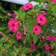 ヒメ日記 2025/07/13 14:58 投稿 さつき 熟女の風俗最終章 沼津店