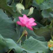 ヒメ日記 2025/07/14 07:23 投稿 さつき 熟女の風俗最終章 沼津店