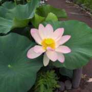 ヒメ日記 2025/07/14 10:19 投稿 さつき 熟女の風俗最終章 沼津店