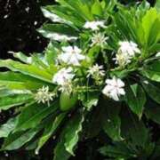 ヒメ日記 2025/07/14 17:40 投稿 さつき 熟女の風俗最終章 沼津店