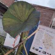 ヒメ日記 2025/07/14 18:08 投稿 さつき 熟女の風俗最終章 沼津店