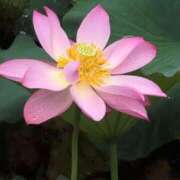 ヒメ日記 2025/07/14 18:28 投稿 さつき 熟女の風俗最終章 沼津店