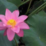 ヒメ日記 2025/07/15 05:28 投稿 さつき 熟女の風俗最終章 沼津店