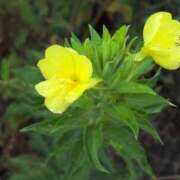 ヒメ日記 2025/07/15 08:59 投稿 さつき 熟女の風俗最終章 沼津店